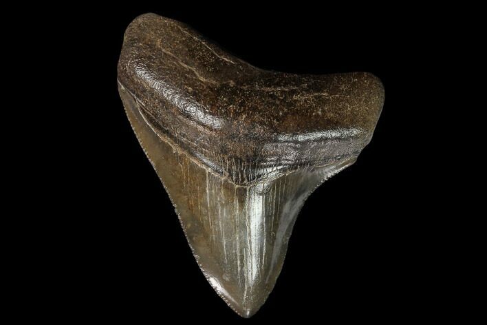 Serrated, Fossil Megalodon Tooth #129987